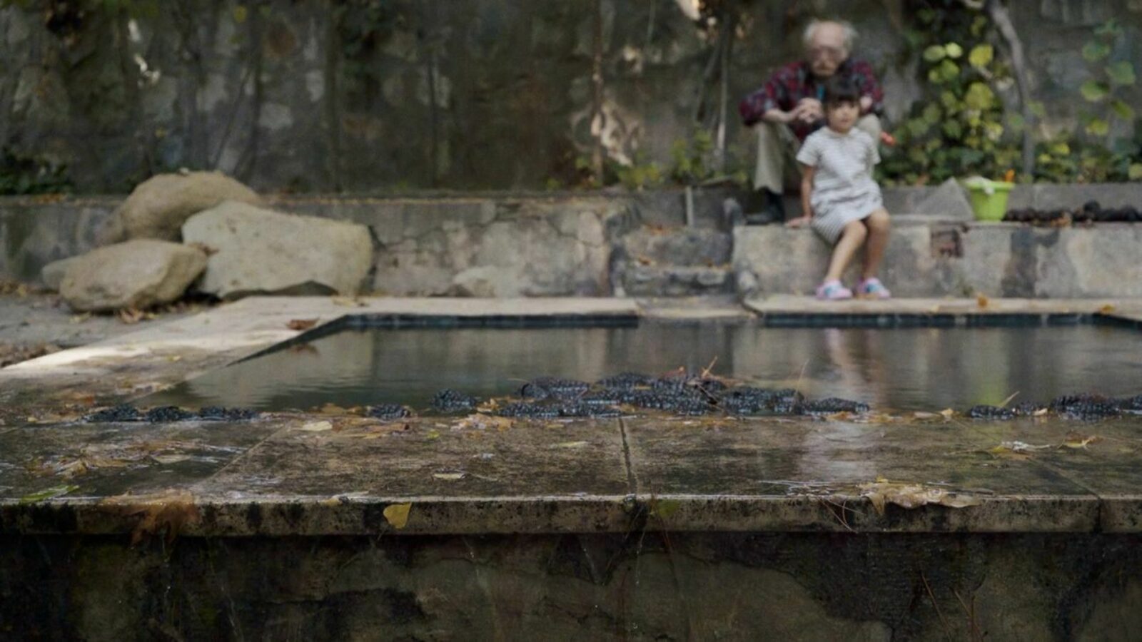 An Owl, a Garden and the Writer