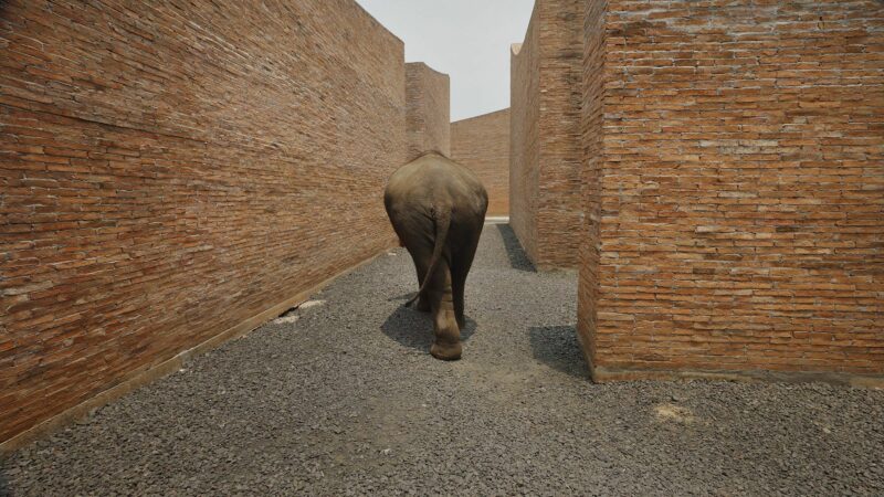 Big Ears Listen With Feet