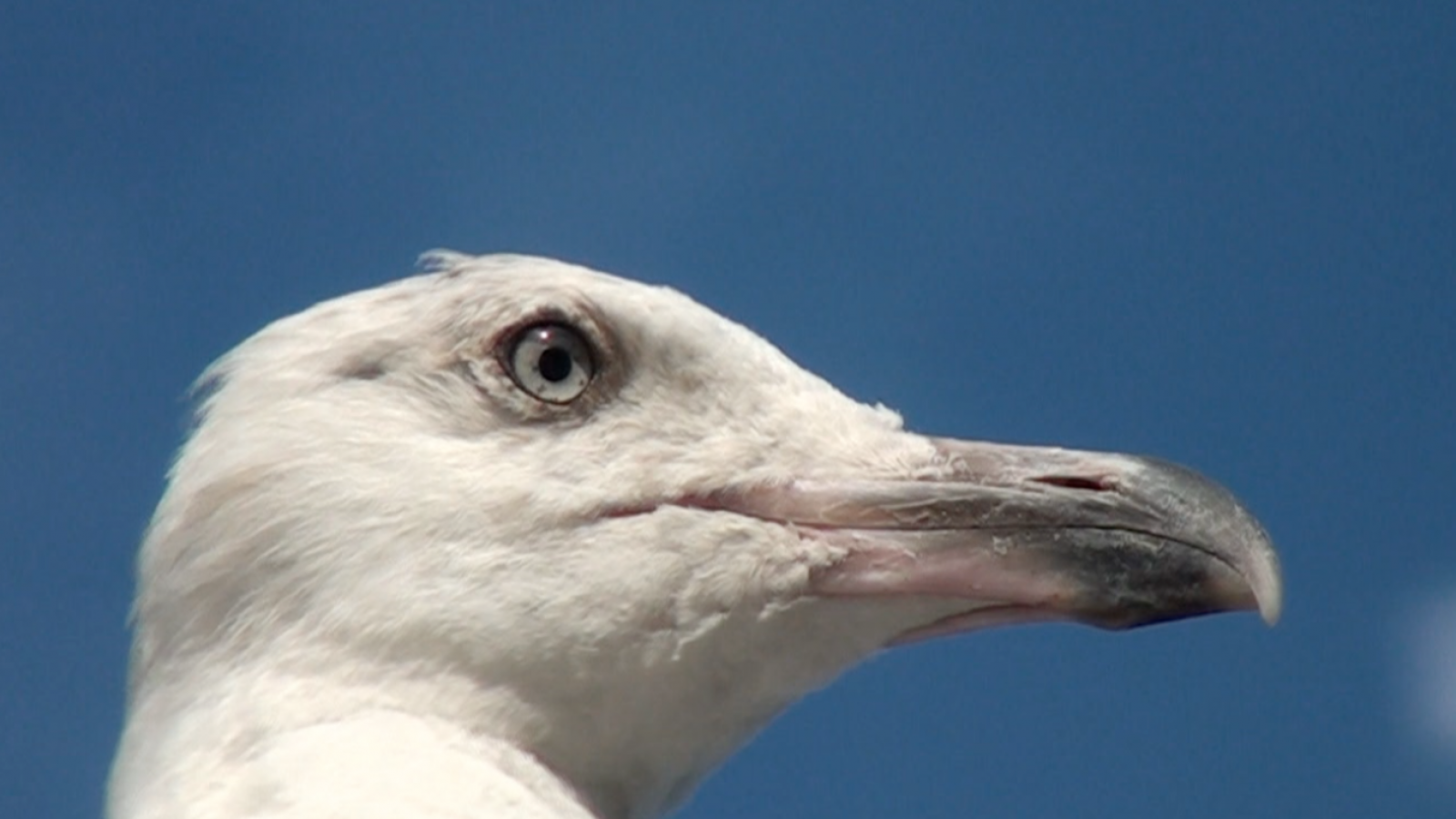 Birds Listening