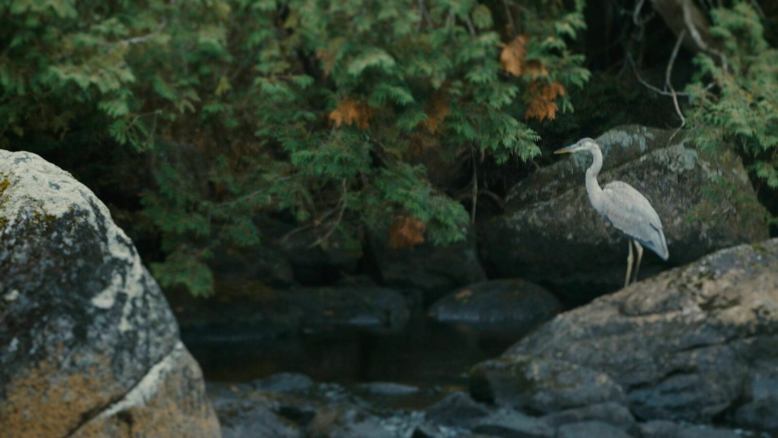 Ce que la rivière m'a appris