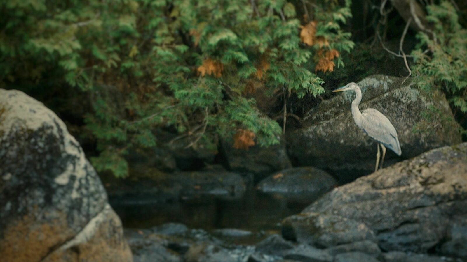 Ce que la rivière m'a appris