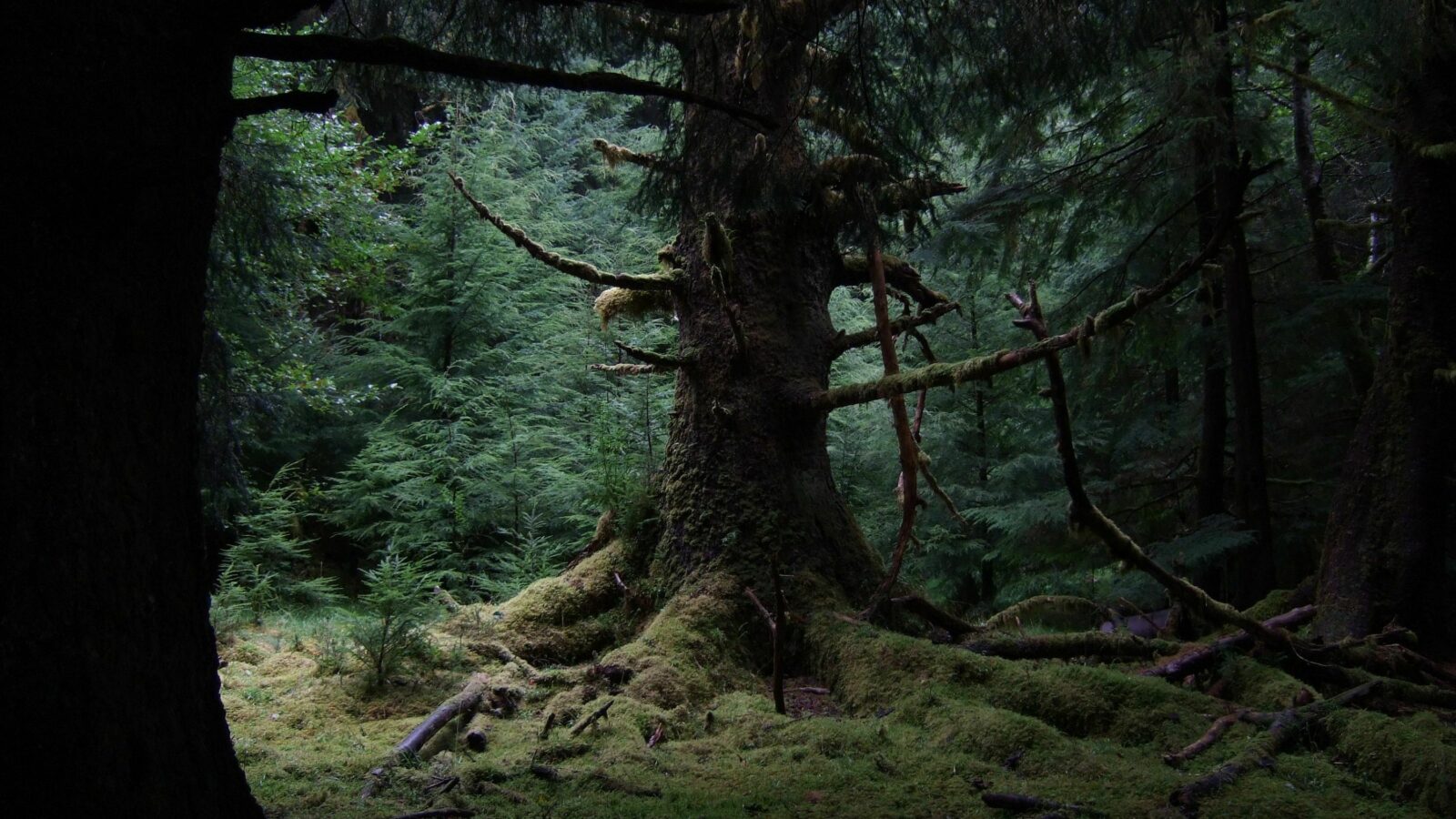 WINDS OF HEAVEN - EMILY CARR, CARVERS AND THE SPIRITS OF THE FOREST by Michael Ostroff available for free on ARTS.FILM !