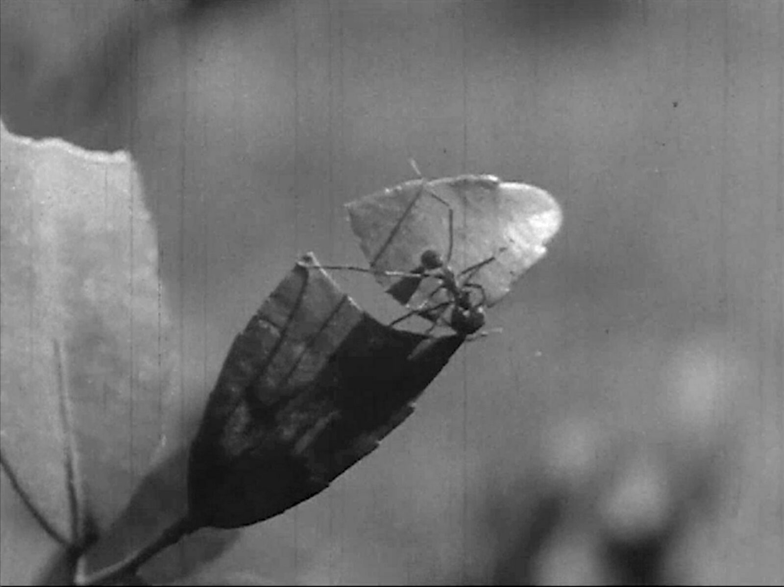 FIFA Expérimental - Portraits