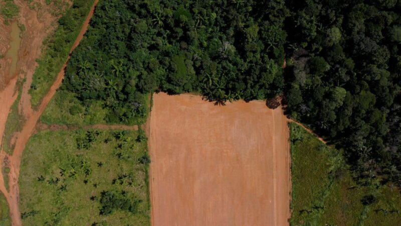 Forêts : Carte blanche au Studio Le Fresnoy et à la Galerie de l’UQAM