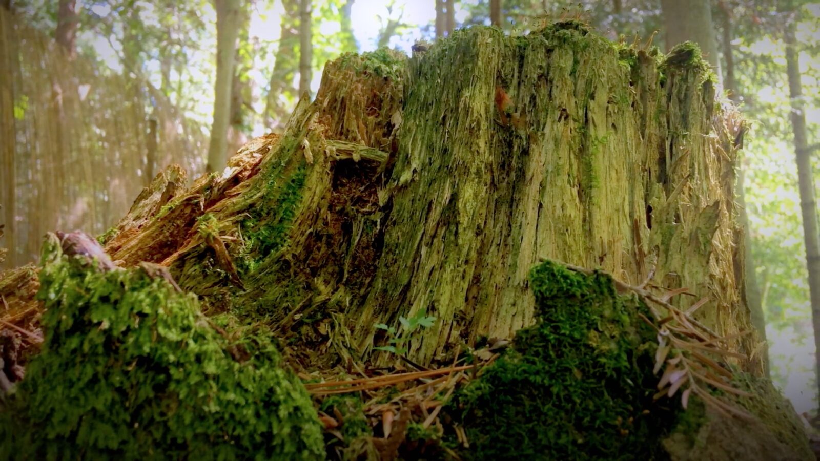 Louise Warren - Fragments