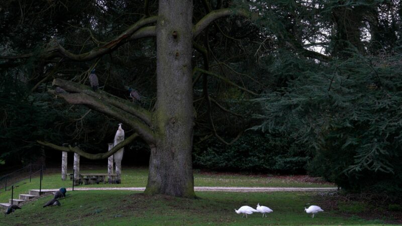 Mirement / Le jardin, la ménagerie
