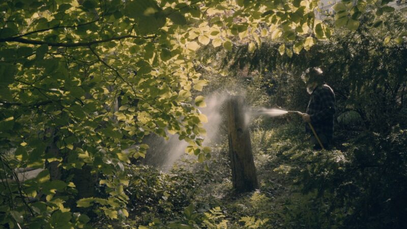 The Silence of The Banana Trees