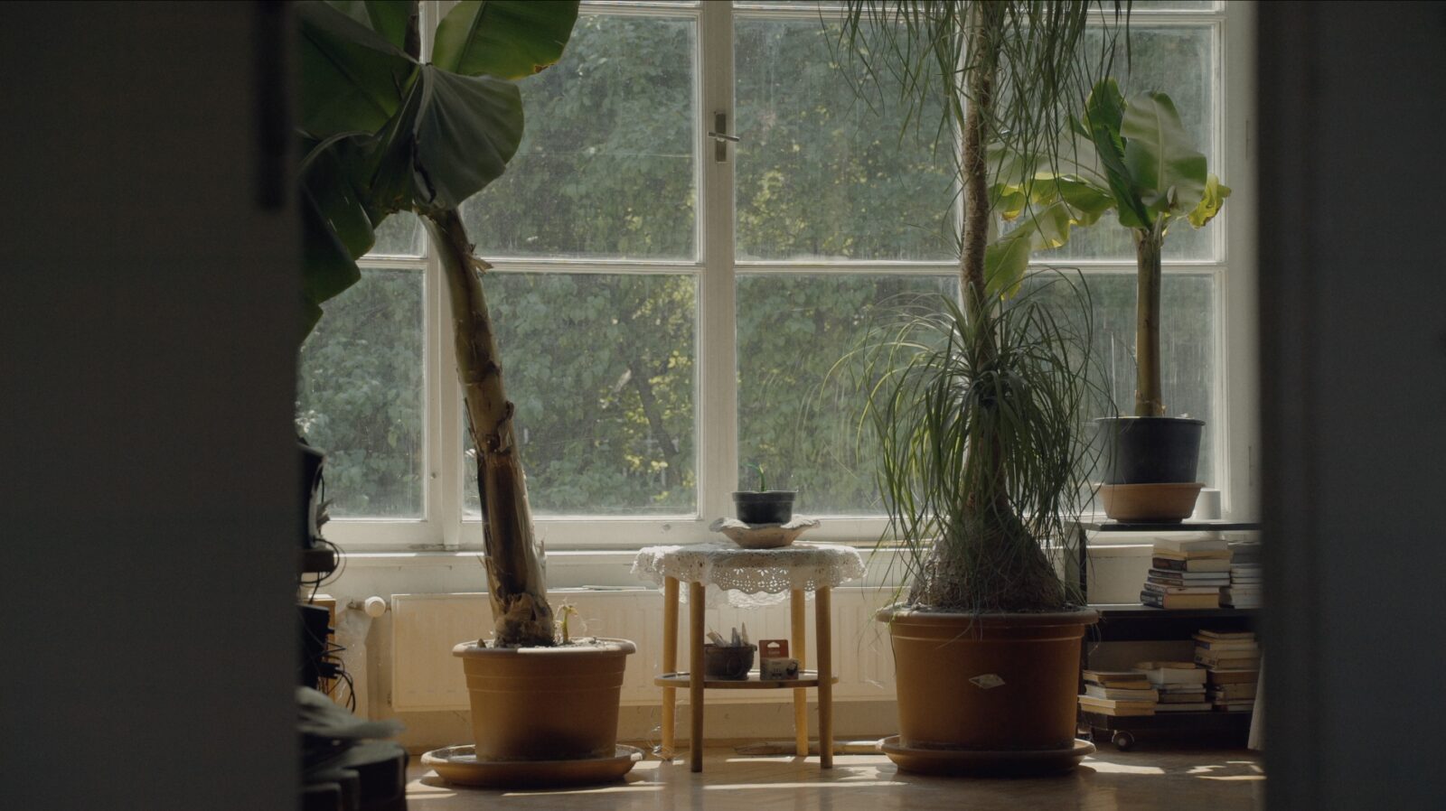 The Silence of The Banana Trees